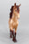 Friesian Sporthorse ~ Scandi Surprise - Champagne GLOSSY - BreyerFest 2026 SR