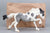 Galloping Welsh Cob ~ Uff Da - BreyerFest 2026 SR