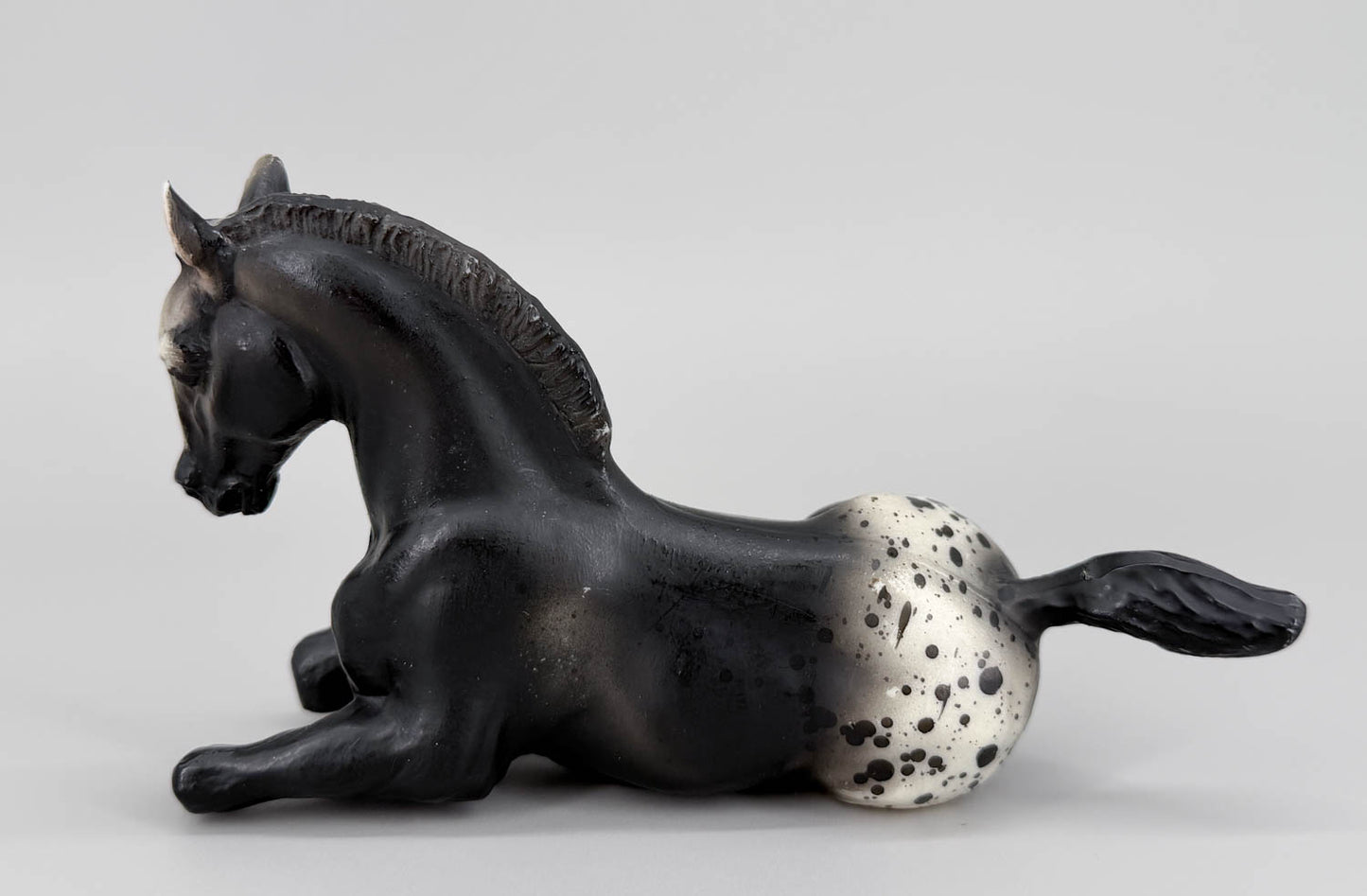 Lying Foal, Black Appaloosa