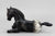Lying Foal, Black Appaloosa