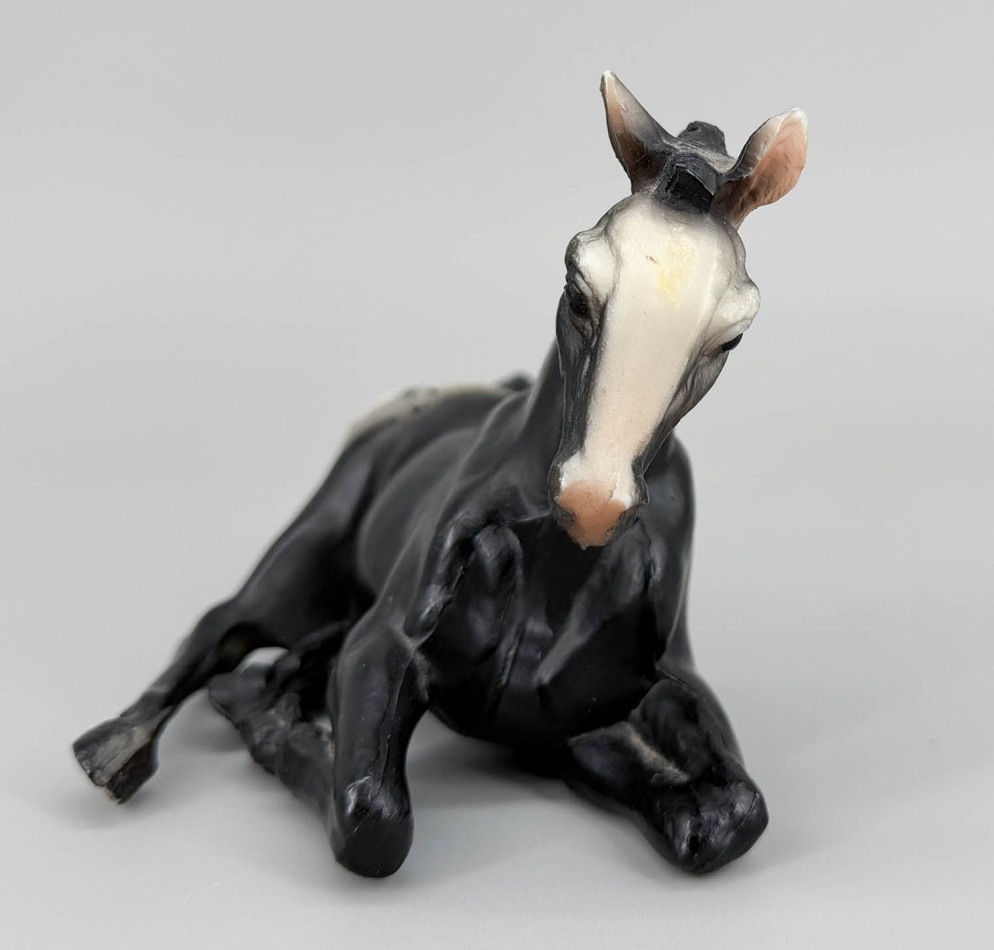 Lying Foal, Black Appaloosa