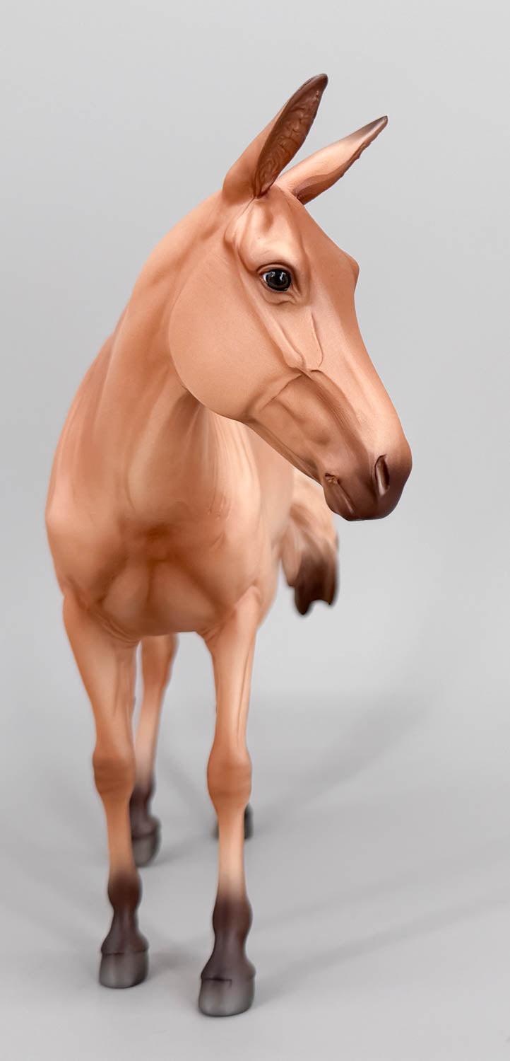 Standing Molly Mule ~ Aquavit - Swish-Tail - BreyerFest 2026 SR