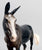 Molly Mule ~ Mabel - 2026 Vintage Club - GLOSSY