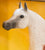 Proud Arabian Stallion ~ Freedom - Legend of the Bloody Shoulder Arabian
