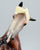 Rearing Andalusian Mare ~ Carmen - GLOSSY - 2026 Premier Club - Extra Detailing!