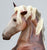 Rearing Andalusian Mare ~ Carmen - MATTE - 2026 Premier Club