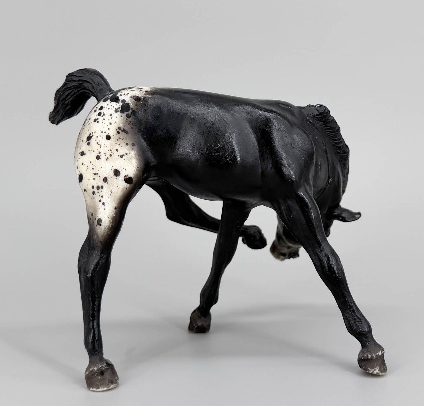 Scratching Foal, Black Appaloosa