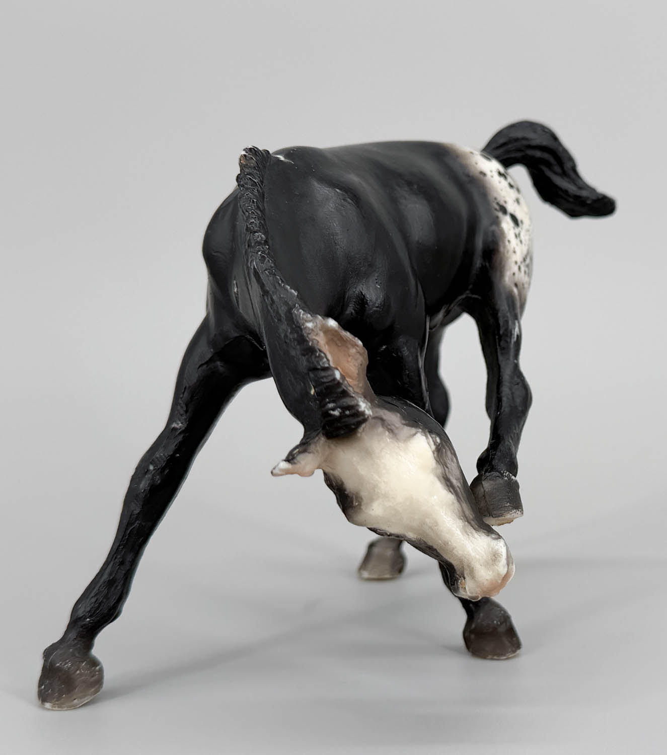 Scratching Foal, Black Appaloosa