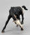 Scratching Foal, Black Appaloosa