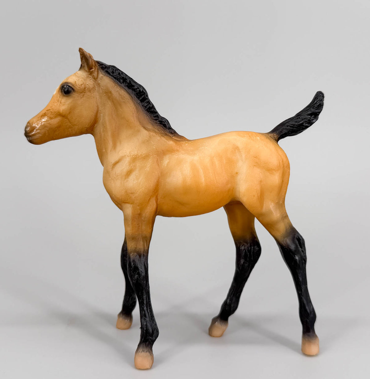 Sea Star ~ Chincoteague Foal, Buckskin