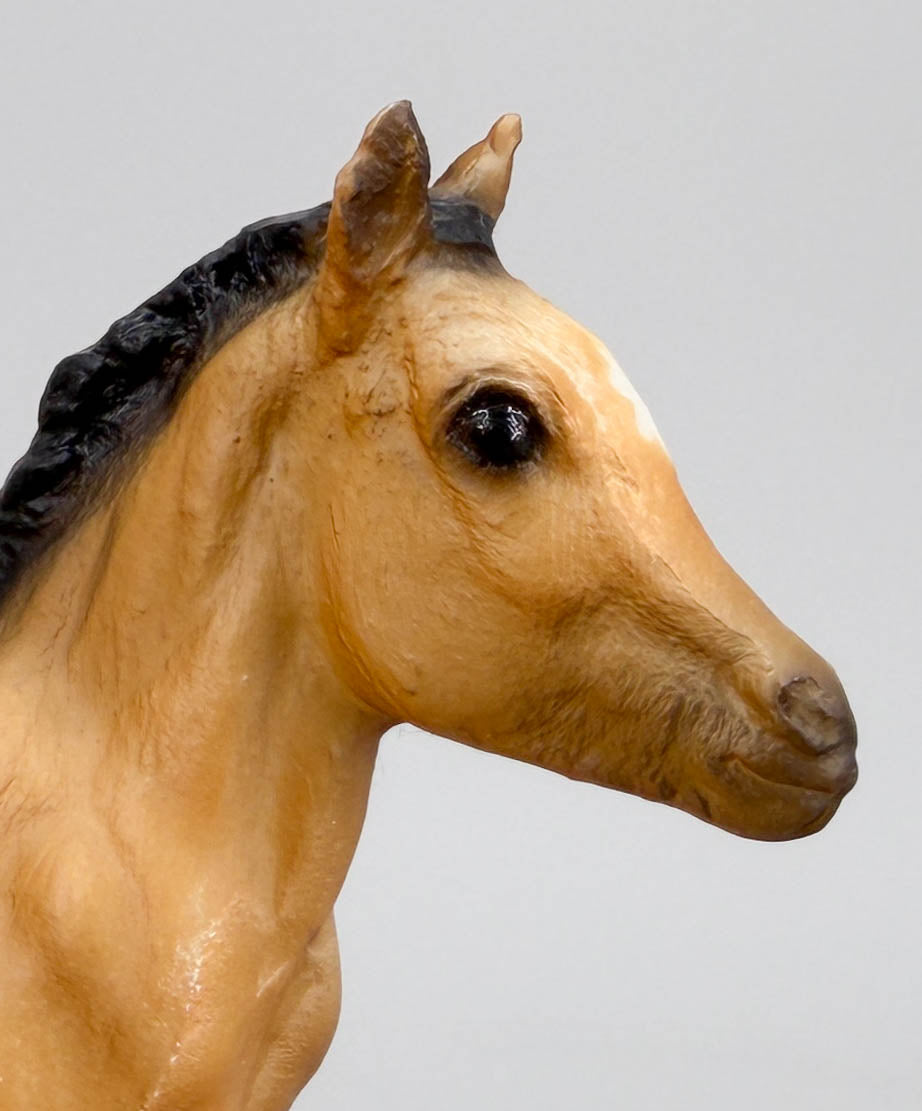 Sea Star ~ Chincoteague Foal, Buckskin
