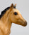 Sea Star ~ Chincoteague Foal, Buckskin
