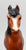 Shetland Pony, Bay w/ Slant-Wall Box