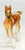 Standing Foal, Chestnut Pinto - JC Penney SR - VARIATION