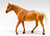 Stock Horse Mare, Palomino Appaloosa - Sears SR