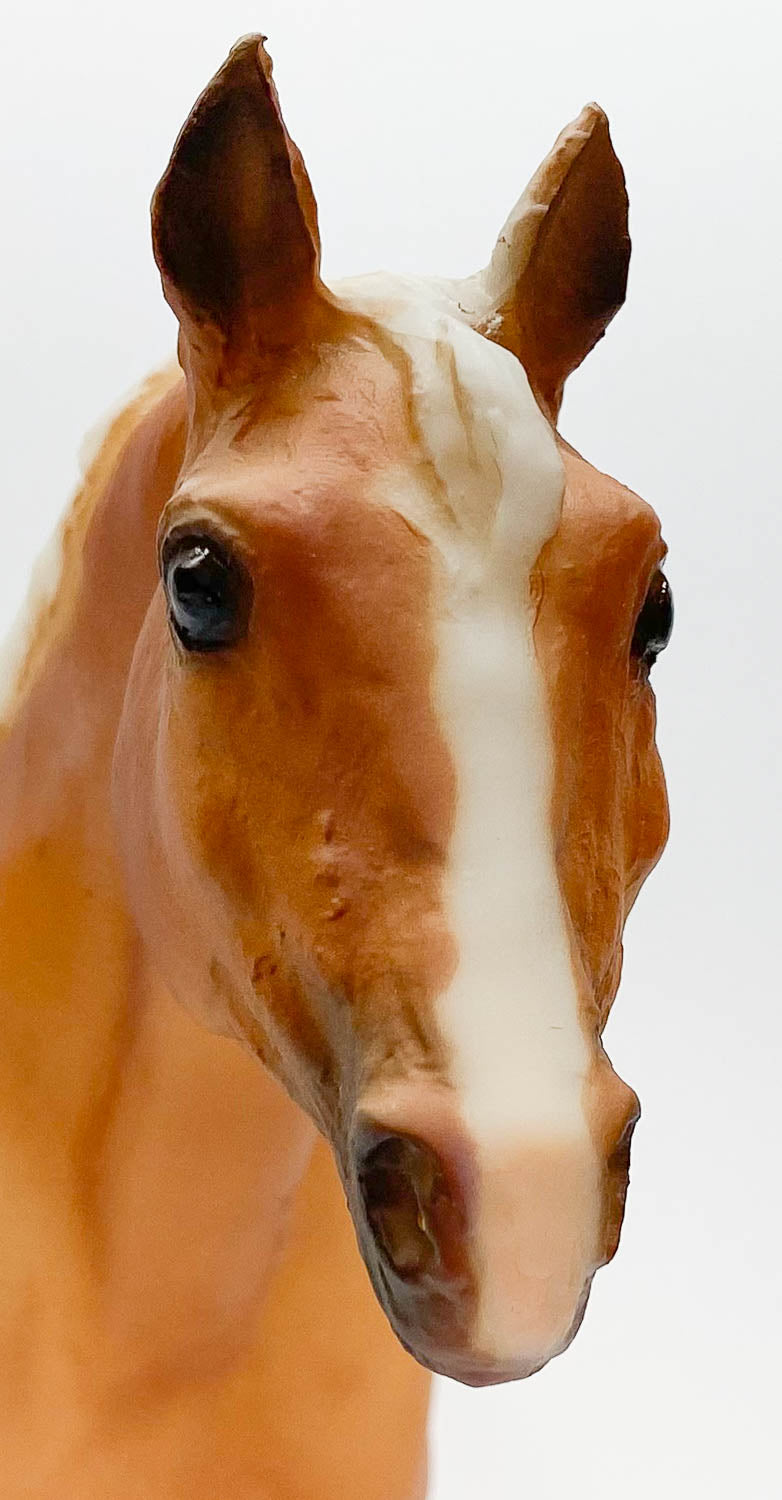 Stock Horse Mare, Palomino Appaloosa - Sears SR