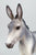 Trotting Donkey ~ Flapjack - 2026 Premier Club