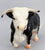 Walking Hereford ~ Buford - BreyerFest 2000 SR