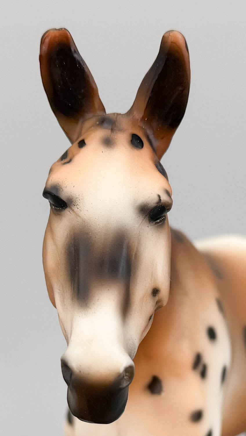 Walking Mule ~ Spotted Mule