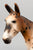 Walking Mule ~ Spotted Mule