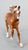 Mirado ~ Faroe - Best of BreyerFest 2026