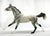 Akhal Teke ~ Maddox - Web Special