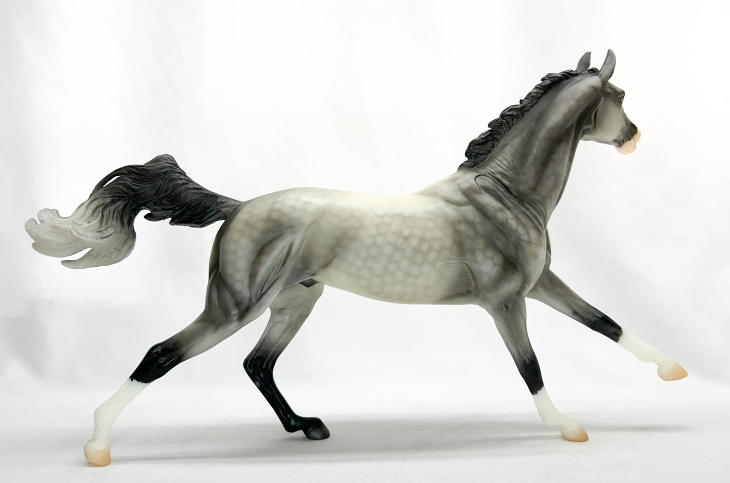 Akhal Teke ~ Maddox - Web Special