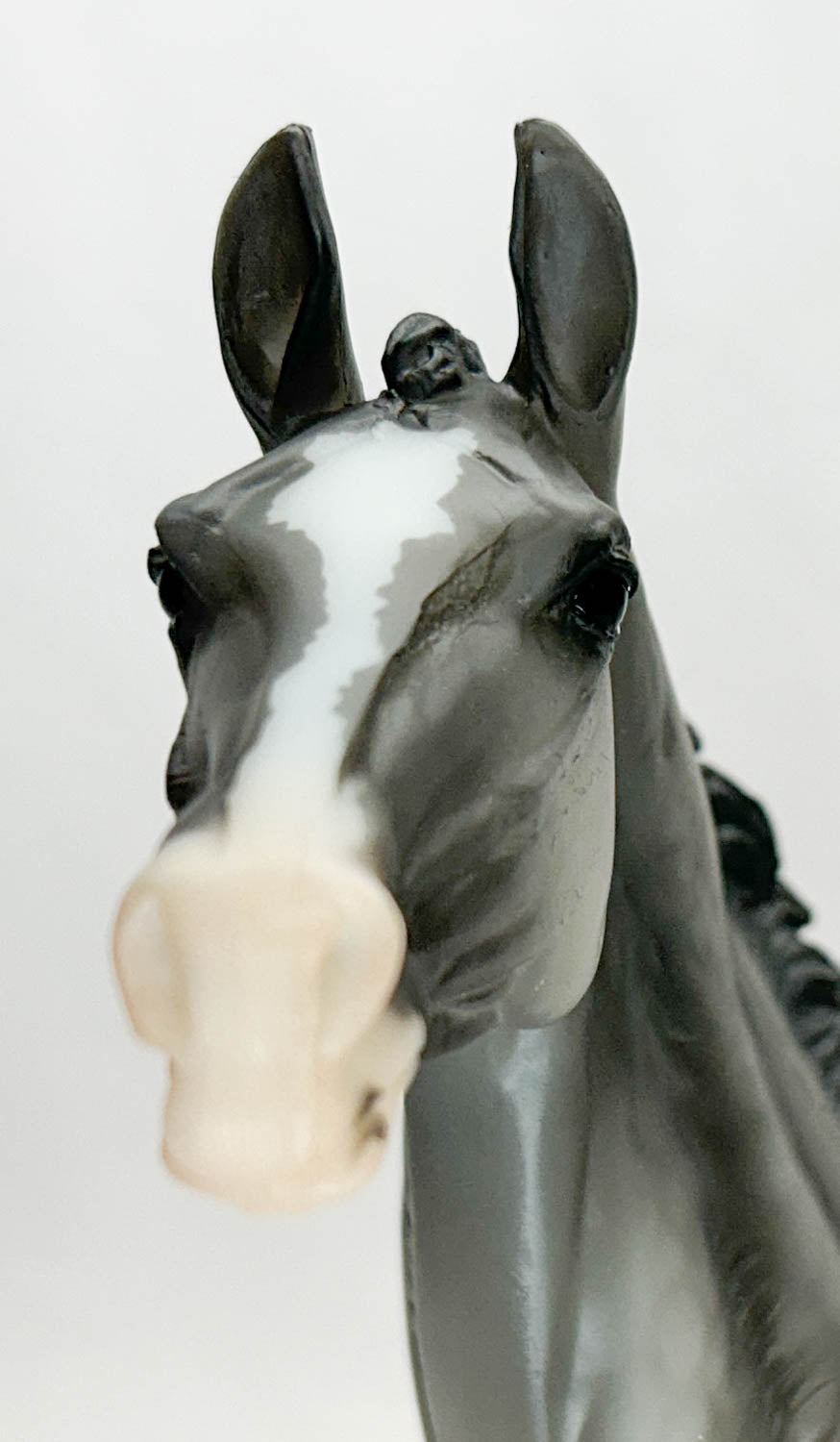 Akhal Teke ~ Maddox - Web Special