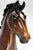 Irish Sport Horse ~ Cadbury - Glossy - 150 Made