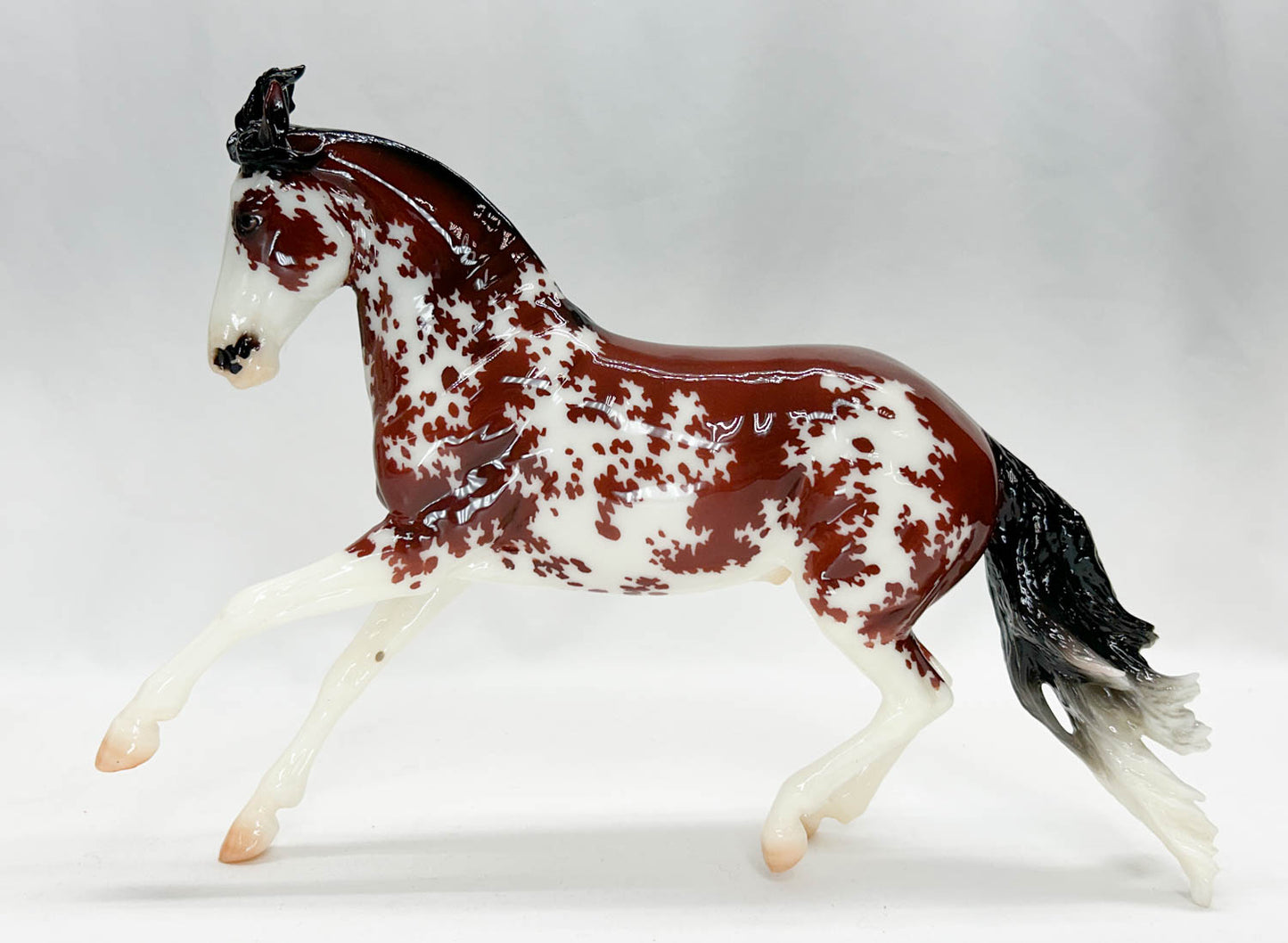 Criollo ~ Bandalero - 2024 Premier Club