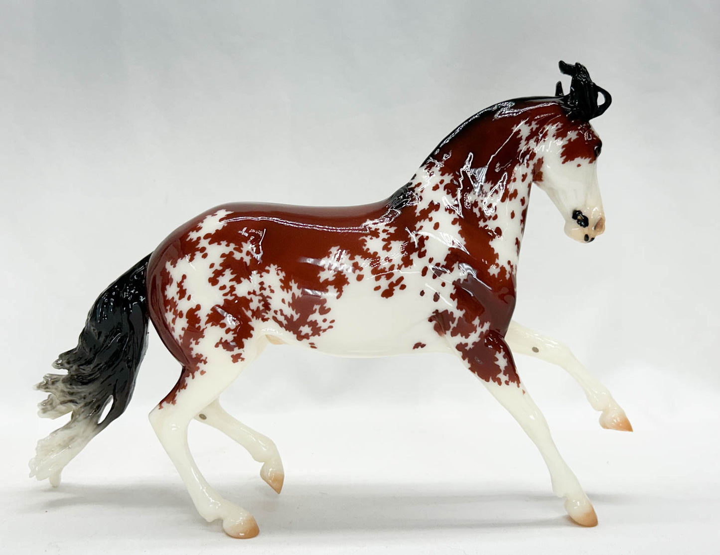 Criollo ~ Bandalero - 2024 Premier Club