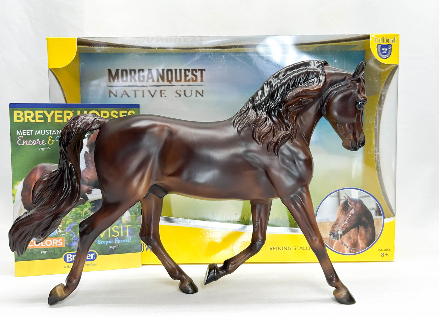 Foundation Morgan ~ MorganQuest Native Sun