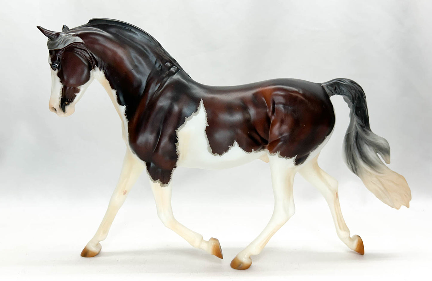 Foundation Morgan ~ Troubador - 2020 Premier Club