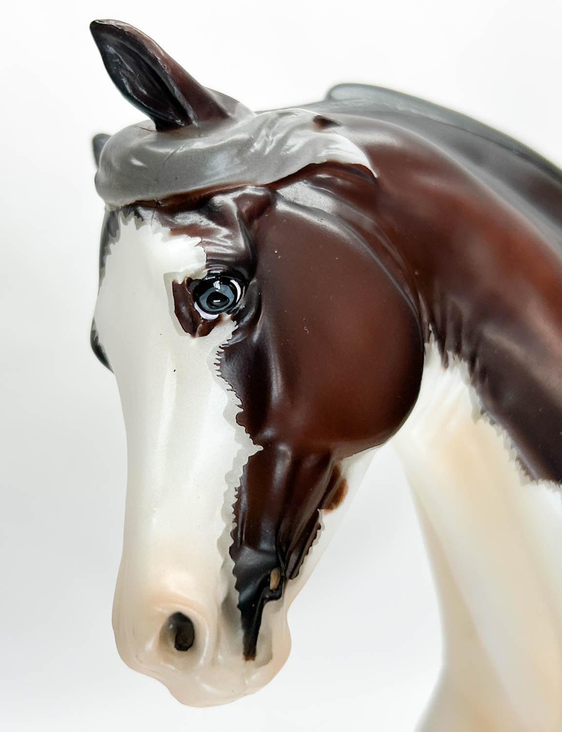 Foundation Morgan ~ Troubador - 2020 Premier Club