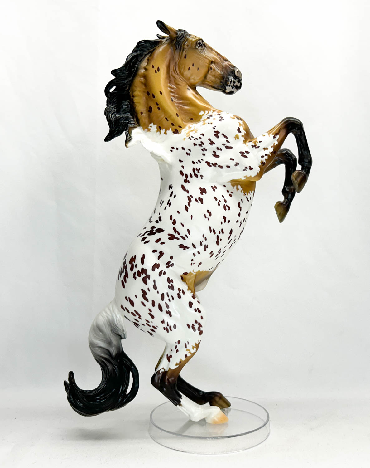 Lipizzaner Stallion ~ Adonis - 2023 Premier Club