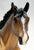 Loping Quarter Horse ~ Latigo- Premier Club