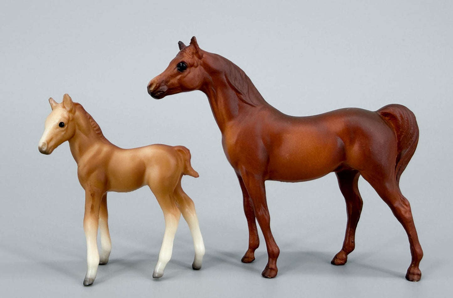 Arabian Stallion & Thoroughbred Standing Foal, Chestnut / Red Dun