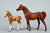 Arabian Stallion & Thoroughbred Standing Foal, Chestnut / Red Dun