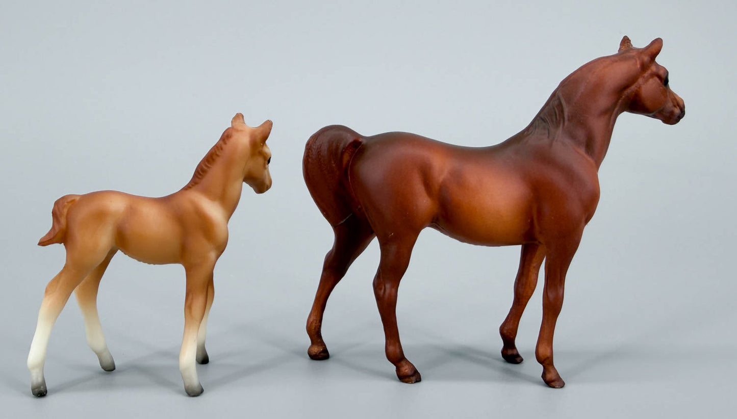 Arabian Stallion & Thoroughbred Standing Foal, Chestnut / Red Dun