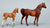 Arabian Stallion & Thoroughbred Standing Foal, Chestnut / Red Dun