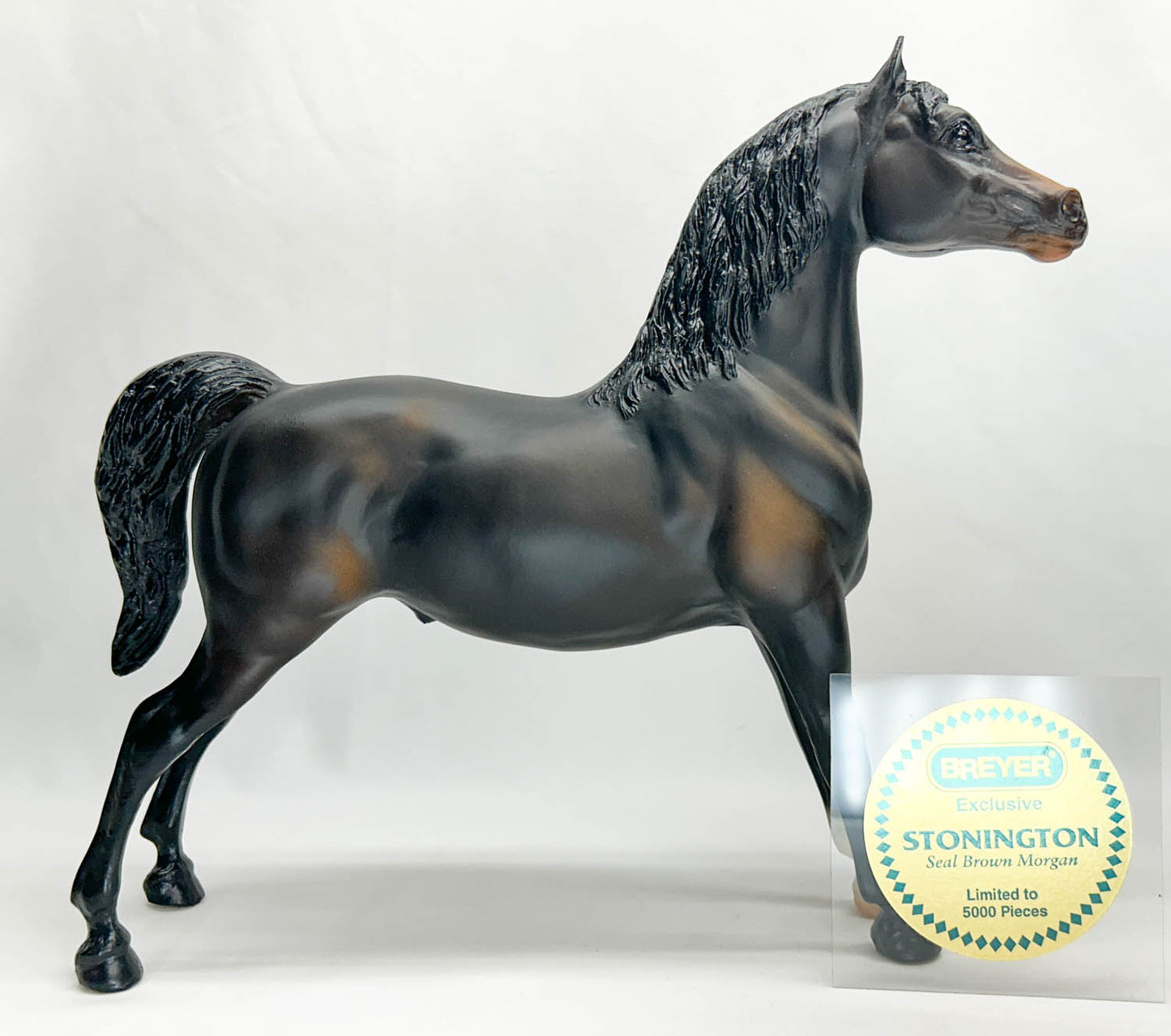 Stretch Morgan ~ Stonington - Mid-States Dist. SR