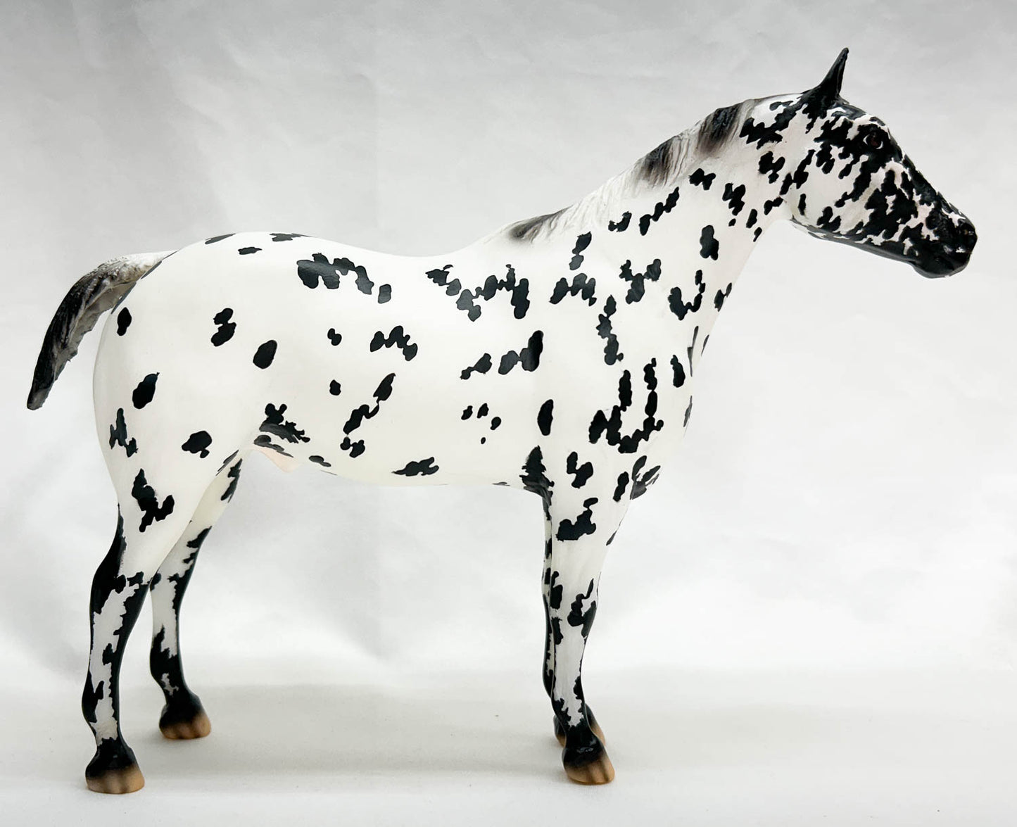 Appaloosa Performance Horse ~ Cooper - Vintage Club 2022