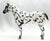 Appaloosa Performance Horse ~ Cooper - Vintage Club 2022