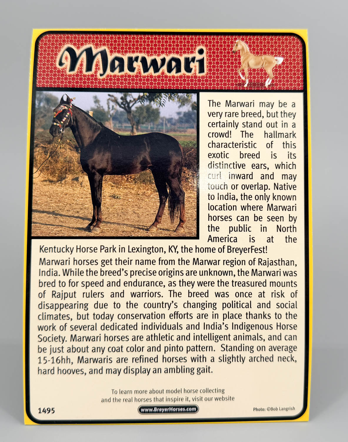 Bio Card:  Marwari, Palomino
