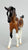Arabian Foal ~ Sophia -  GLOSSY - 2016 CCA Model, Less Than 500 Made