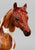 Arabian Mare ~ Cosette - GLOSSY - 2016 CCA Model, Less Than 500 Made