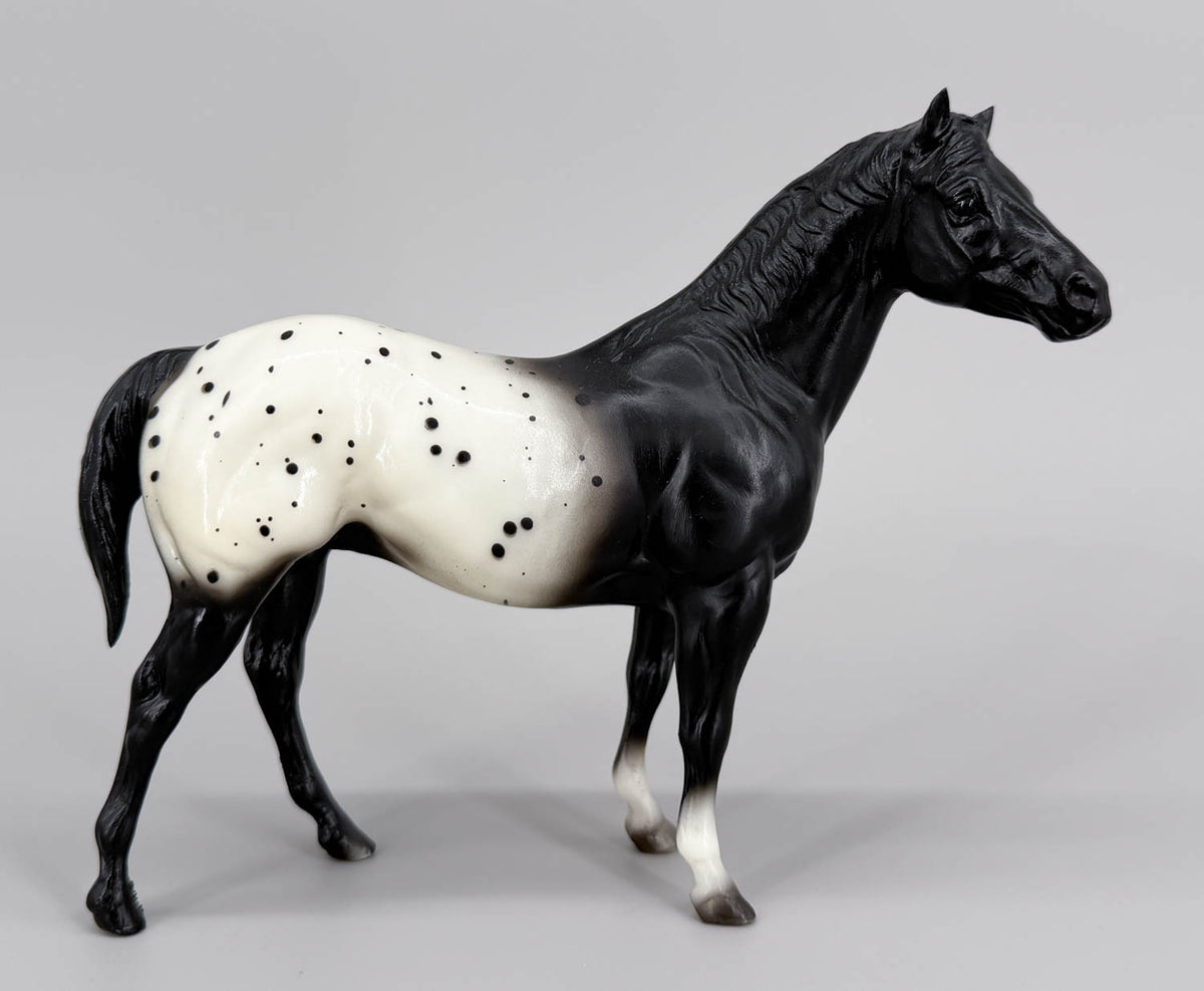 Quarter Horse Stallion, Black Appaloosa - Export and Mail Order SR - Rare!