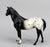 Quarter Horse Stallion, Black Appaloosa - Export and Mail Order SR - Rare!