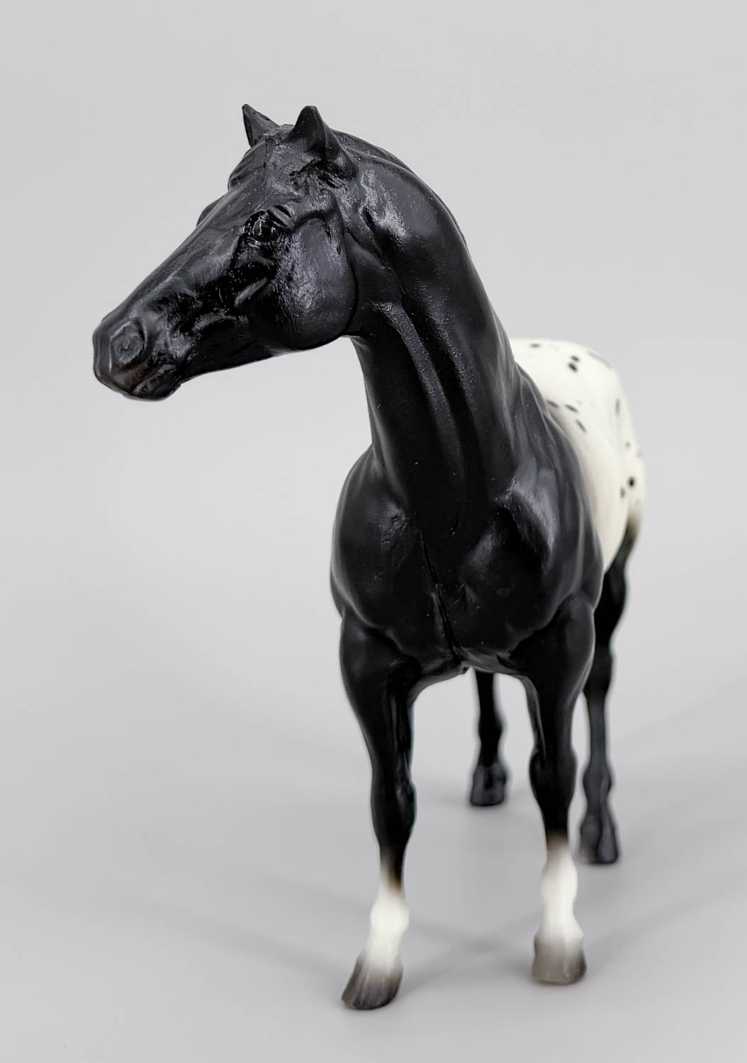 Quarter Horse Stallion, Black Appaloosa - Export and Mail Order SR - Rare!