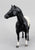 Quarter Horse Stallion, Black Appaloosa - Export and Mail Order SR - Rare!